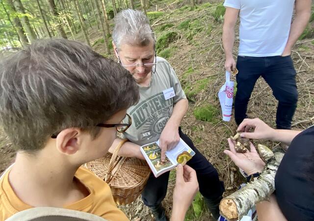 Analyse der Pilze