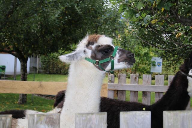 Foto: RegionalMedien Steiermark