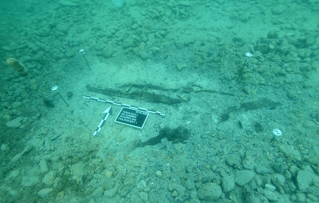 In Seewalchen wurden 7.000 Jahre alte Hölzer gefunden. | Foto: Kuratorium Pfahlbauten