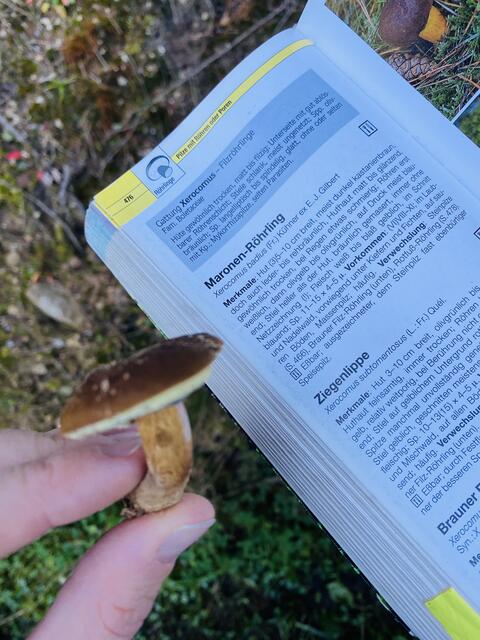 Heimische Pilze aus dem Wald