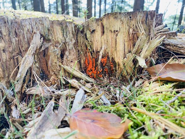 Heimische Pilze aus dem Wald