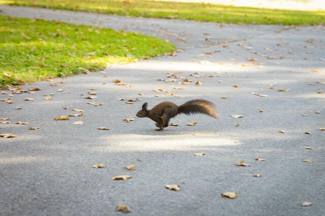Am 21. Oktober 2023 fand beim Kommunalfriedhof der Tag der offenen Tür statt | Foto: Stadt Salzburg/Doris Wild/Wildbild