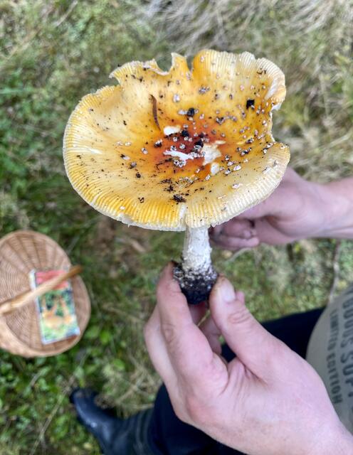 Heimische Pilze aus dem Wald