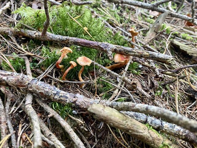 Heimische Pilze aus dem Wald