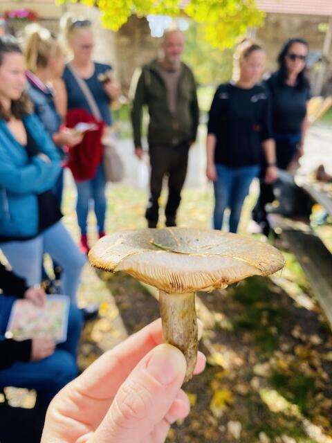 Analyse der Pilze