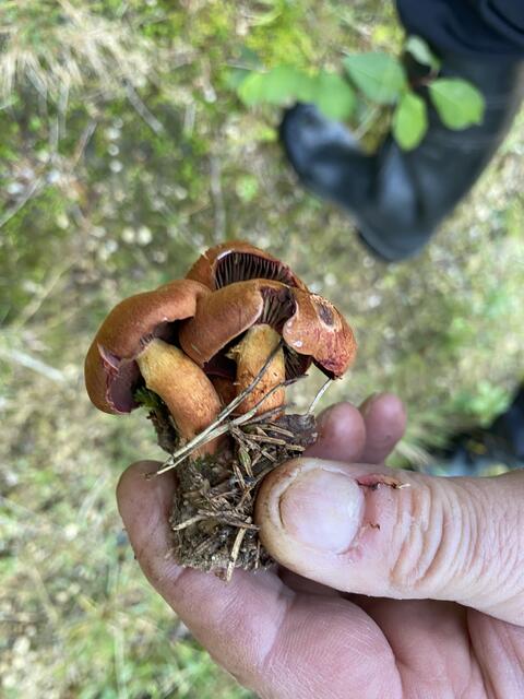 Heimische Pilze aus dem Wald