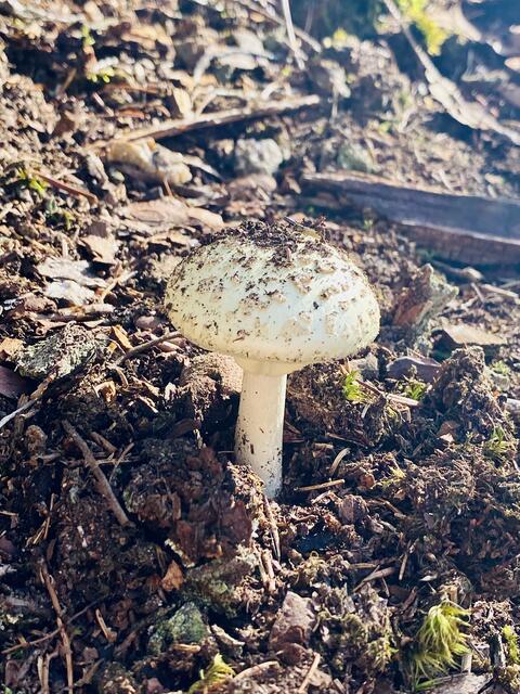 Heimische Pilze aus dem Wald