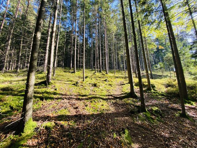 Pilzwanderung durch den Wald