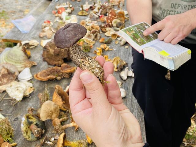 Analyse der Pilze