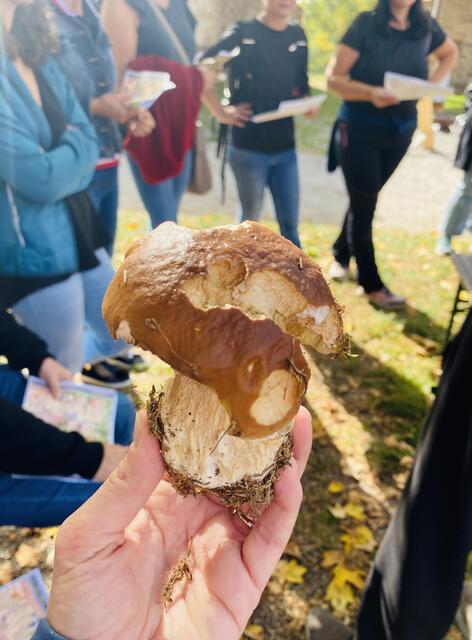 Analyse der Pilze