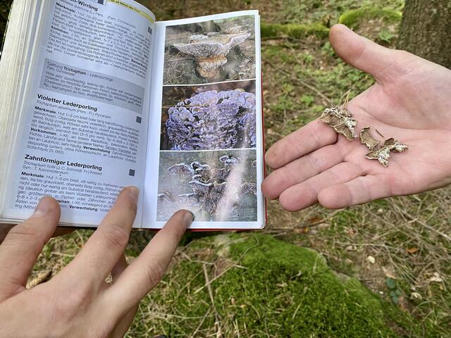 Analyse der Pilze