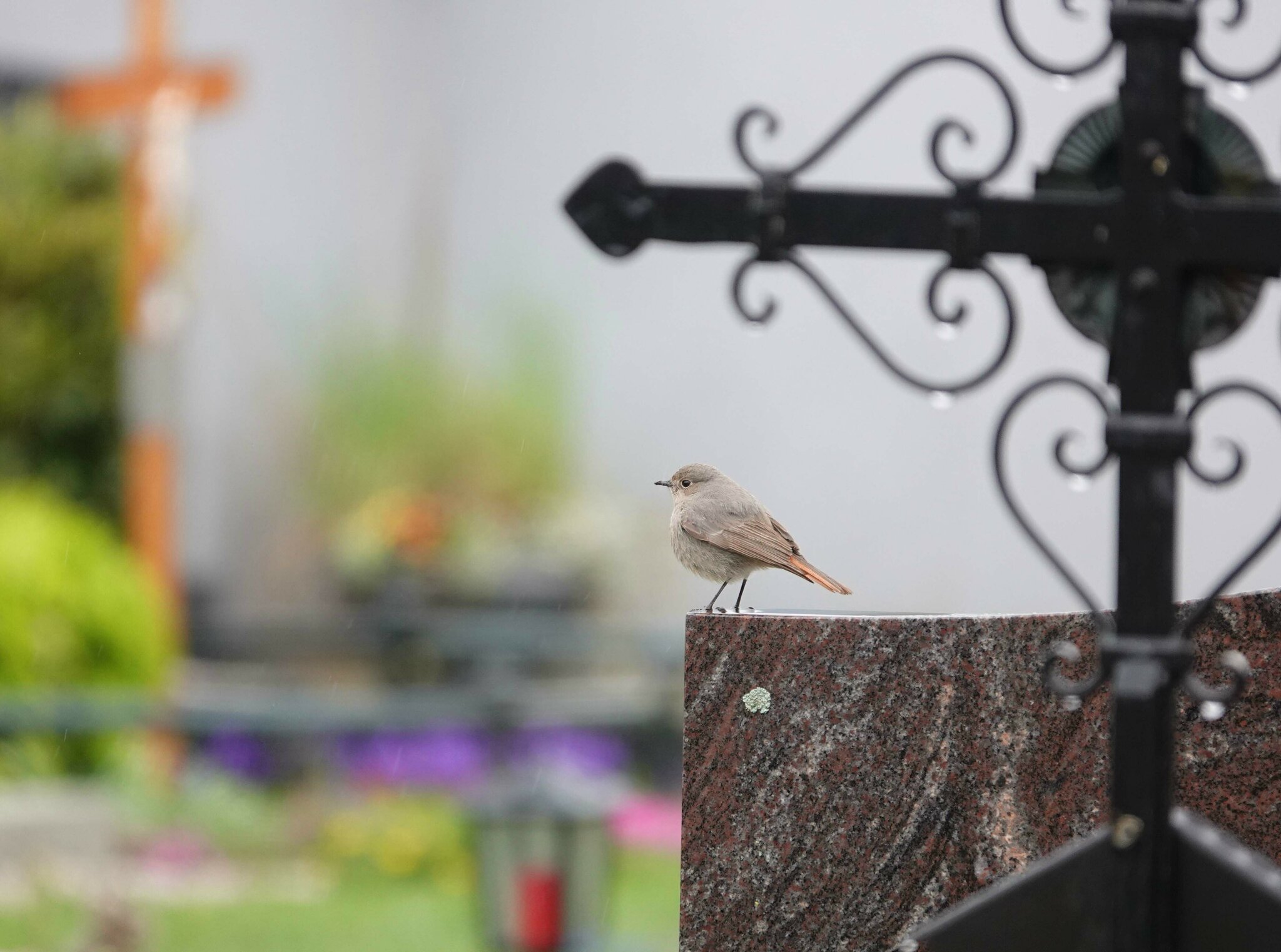 birdlife-sterreich-friedhof-tipps-f-r-vogelfreundliche