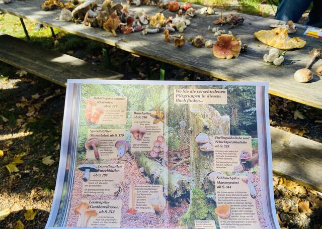 Analyse der Pilze