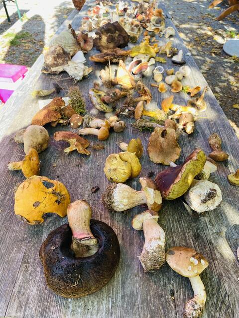 Analyse der Pilze