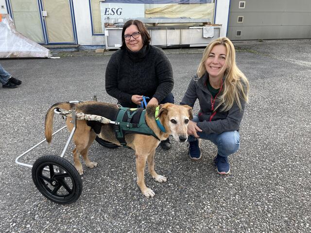 Ursula Hirschmann, Mirjam Mader-Ullrich und Hund Dingo in seinem neuen, auf ihn angepassten Rollstuhl. | Foto: Victoria Edlinger