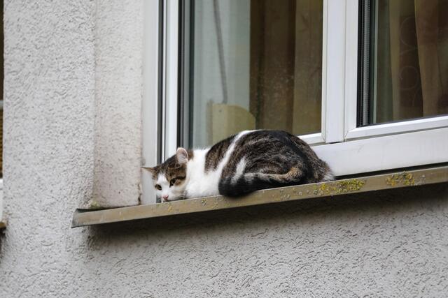 Katze in Marchtrenk verweigert Rettung: Der Stubentiger entzog sich prompt der Hilfe der Einsatzkräfte. | Foto: laumat.at