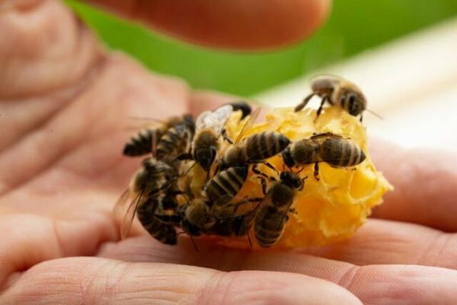 Im Rhythmus der Natur produziert der Imker in Hartberg vielfältige Honigsorten, Blütenpollen und Propolis-Produkte.  | Foto: Markus Lang 