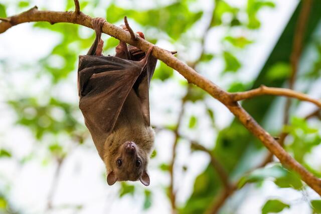 Welche furchterregenden Tierchen sich im Haus des Meeres verstecken, erfährt man am 31. Oktober.  | Foto: Dominik Moser