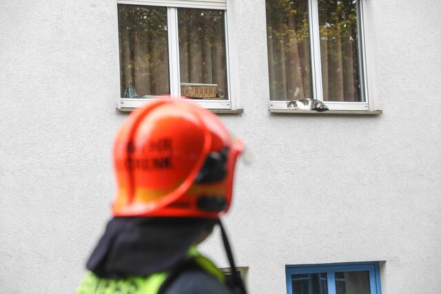 Katze in Marchtrenk verweigert Rettung: Der Stubentiger entzog sich prompt der Hilfe der Einsatzkräfte. | Foto: laumat.at