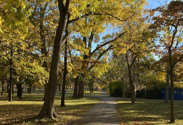 Leuchtend bunte Blätter und die eine oder andere Kastanie: Ein Spaziergang im Prater ist im Herbst besonders schön. | Foto: Barbara Schuster/RMW