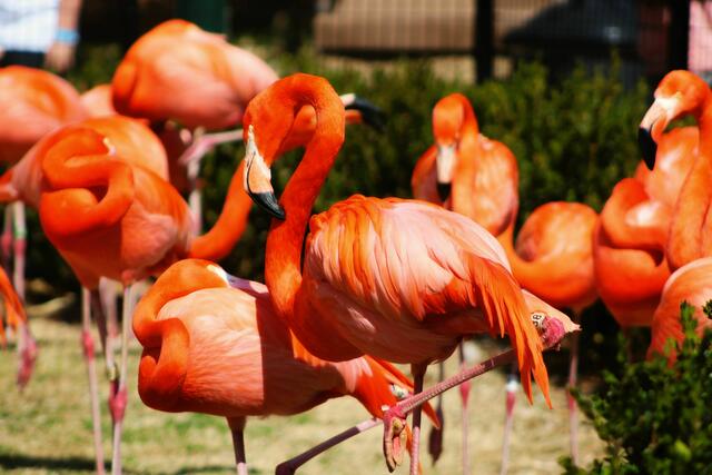 Ein Fuchs hat 13 der 15 Roten Flamingos im Tiergarten Schönbrunn getötet.  | Foto: Danny Gallegos/Unsplash