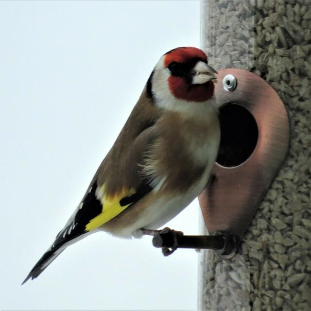 Große Freude bereitet ein Besuch des wunderschönen Stieglitz, er kommt besonderes gerne zur Futterstelle, wenn sie mit mit gehackten Erdnüssen gefüllt ist.