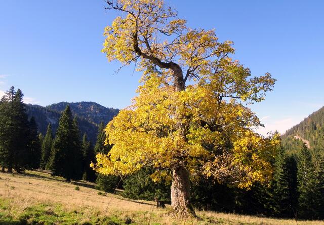 Ein schöner Blickfang: ein alter Bergahorn im gelben Blätterkleid