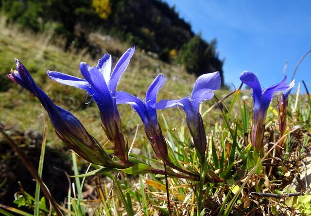 Die Fransen-Enziane recken sich nach den letzten warmen Sonnenstrahlen.