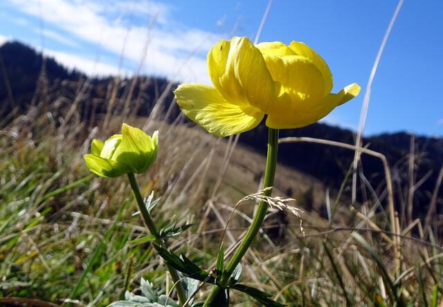 Eine ganz späte Trollblume auf dem Weg zur Tonion