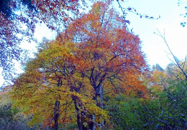 Die Buchen leuchten im Herbst schon von weitem.