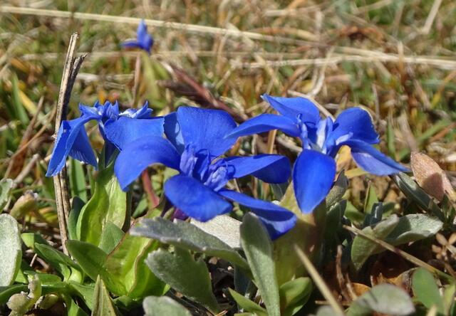 Wunderschöne Frühlings-Enziane