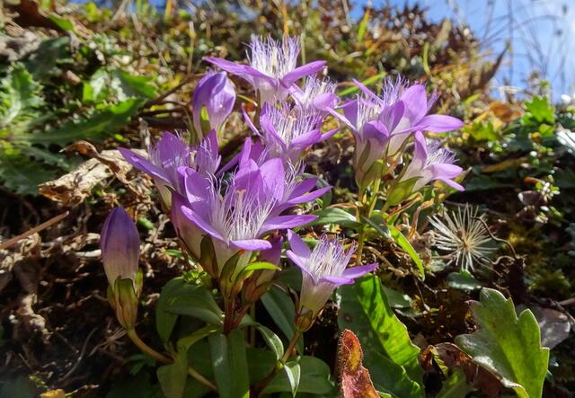 Ein Österreichsicher Kranz-Enzian noch in Vollblüte