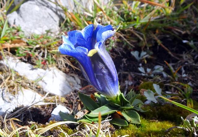Ein blühender Clusius-Enzian Ende Oktober, unglaublich!