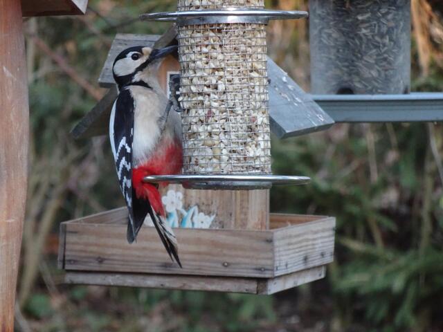 Auch der Buntspecht kommt gerne zur Futterstation um sich mit gehackten Erdnusskernen Kraftfutter zu holen.
