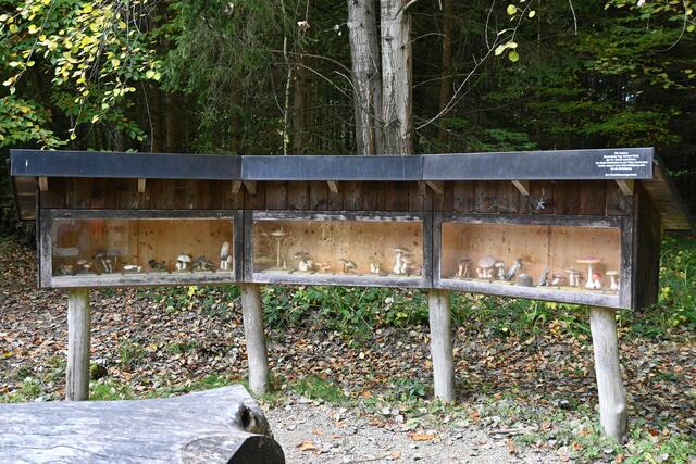 Pilze am Schwammerlplatz