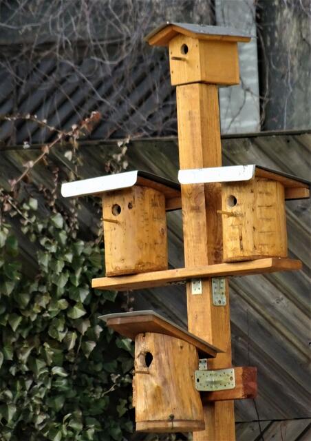 Jetzt die Nistkästen ausräumen und reinigen. Sie werden auch gerne als Winterquartier benützt. 