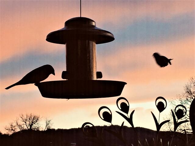 Das macht Freude, wenn vor dem Fenster die Vögel die Futterstation besuchen!