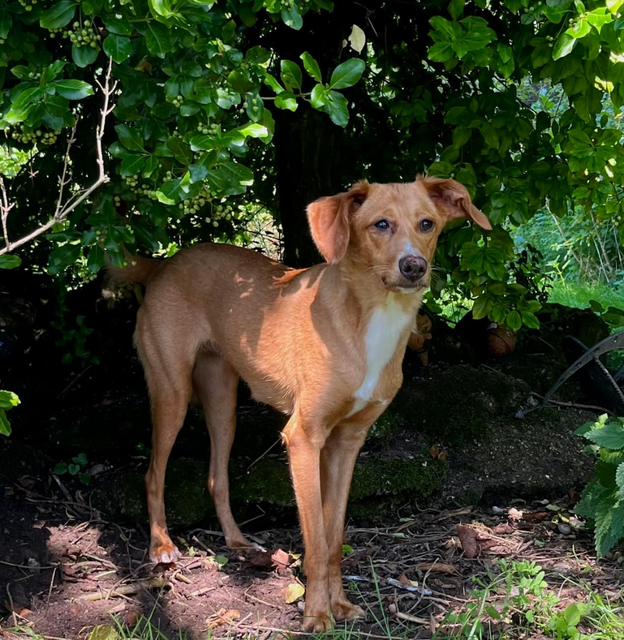 Maroni aus Schalchen wird schmerzlich vermisst. | Foto: Klinger