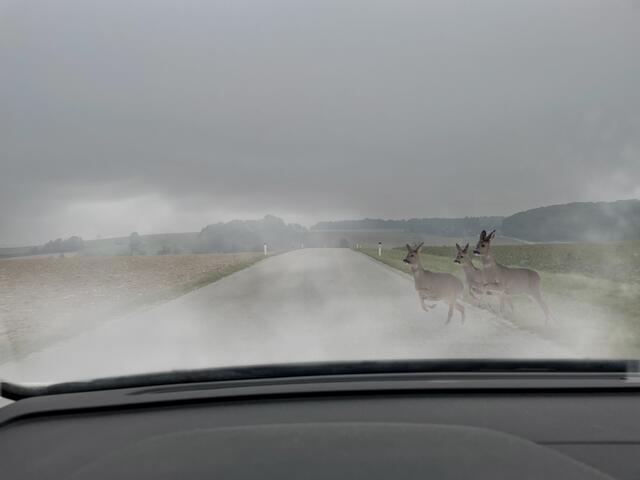 Während der Herbstzeit steigt auch die Gefahr von Wildunfällen. | Foto: Tanja Handlfinger / RegionalMedien NÖ