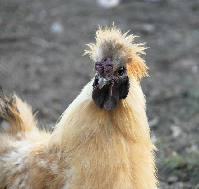 kennzeichnet sich durch die schwarze Haut