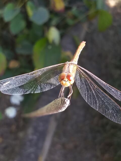 ....schaut mich mein Besuch im Garten an.....