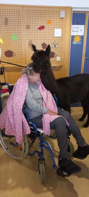 Sehr verschmust und zugänglich zeigten sich die Alpakas gegenüber den Bewohnern. | Foto: Evelin Wille