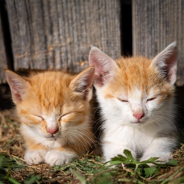 Der Mailtext von Othmar Pfaunz zu dem süßen Foto: "Der Kätzchennachwuchs in Kirchberg an der Wild genießt die wärmende Herbstsonne." | Foto: Othmar Pfaunz