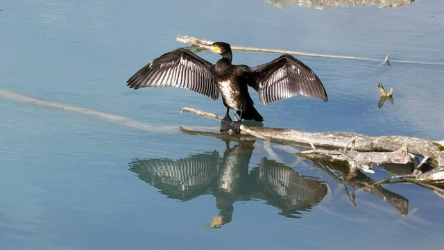 Kormoran im Inn | Foto: Friedrich Meissel