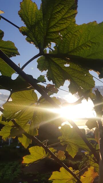 Foto: Christian Buchar