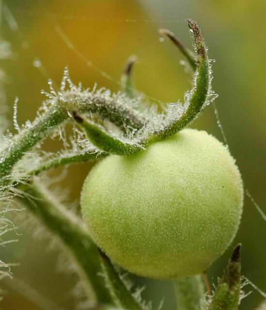 Paradeiser mit Morgentau | Foto: Brigitte Schweda