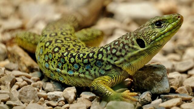 schöne Färbung | Foto: Roberto Moresco