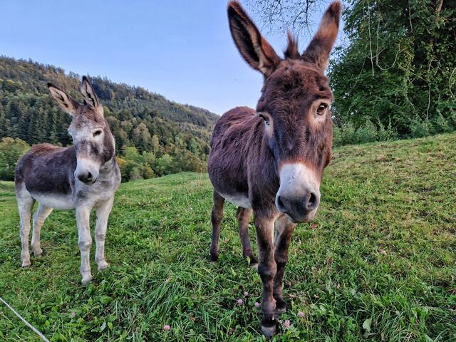 Neugierige Zaungäste, Esel 🫏, nahe dem Mostbrunnen Gresten | Foto: Christian Hahn