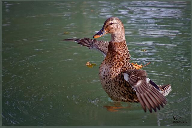ich genieße noch die Herbstsonne ... | Foto: Fernanda Wasserberg