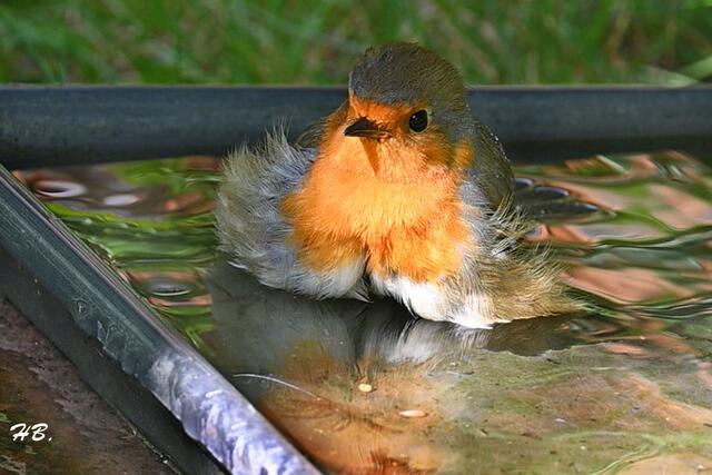 Einmal muss ich heuer noch in die Badewanne....... Rotkehlchen